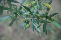 DSC02845 (1024x681).jpg